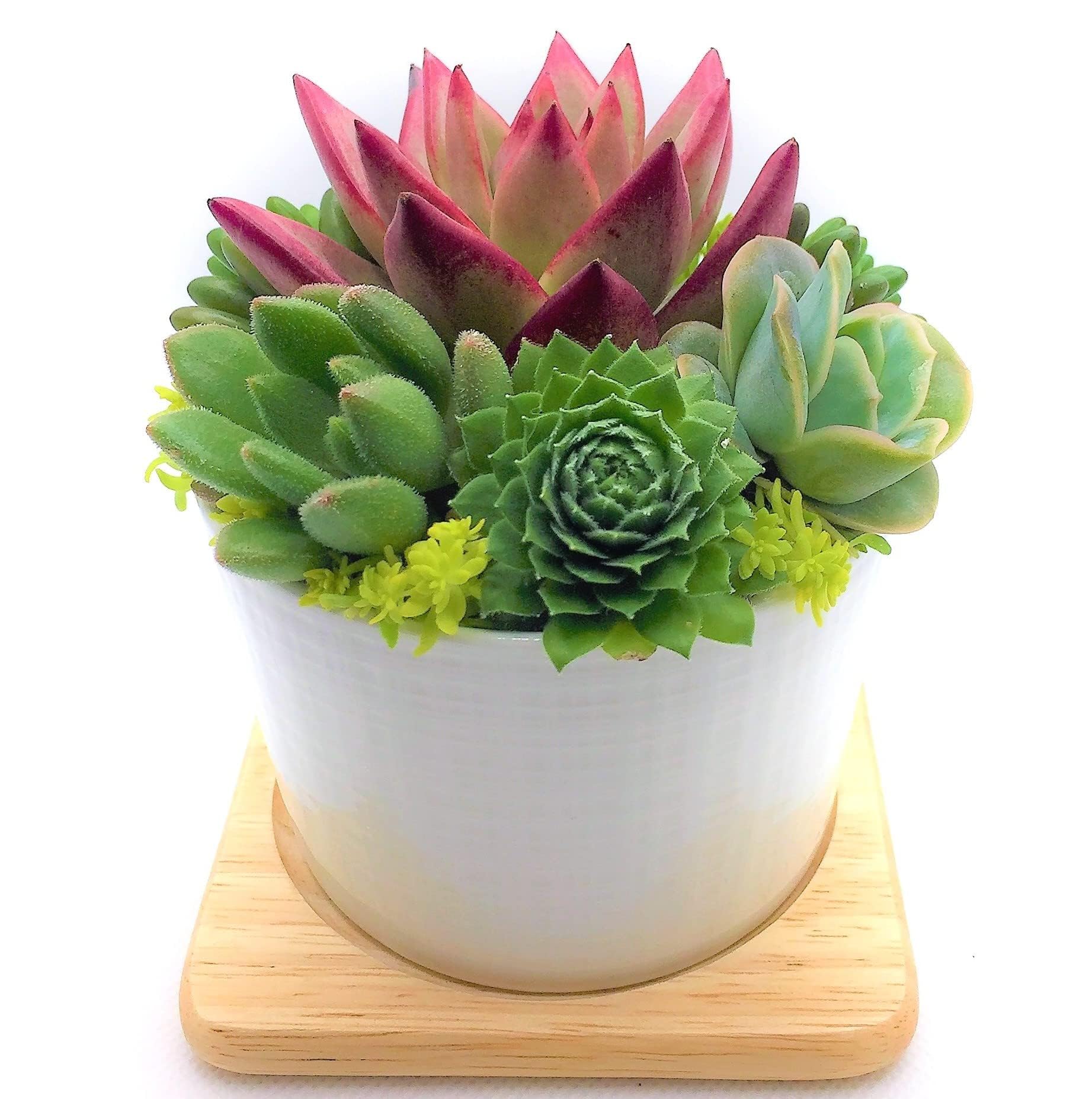 Amazon.co.jp: 多肉植物 そのまま飾れる寄せ植え 白陶器鉢 底穴あり 肉