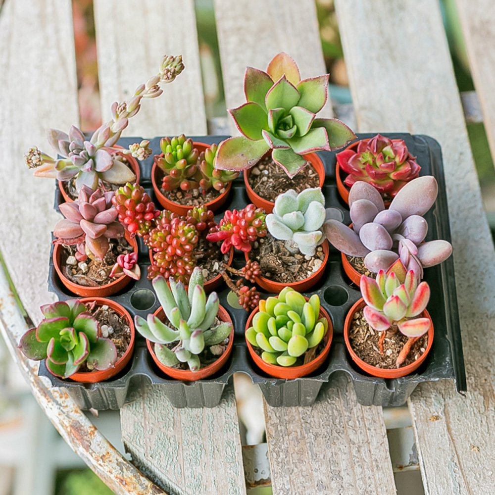 Amazon.co.jp: FLORIST SEKIDO 多肉植物 苗 セット 寄せ植え 福袋 種類