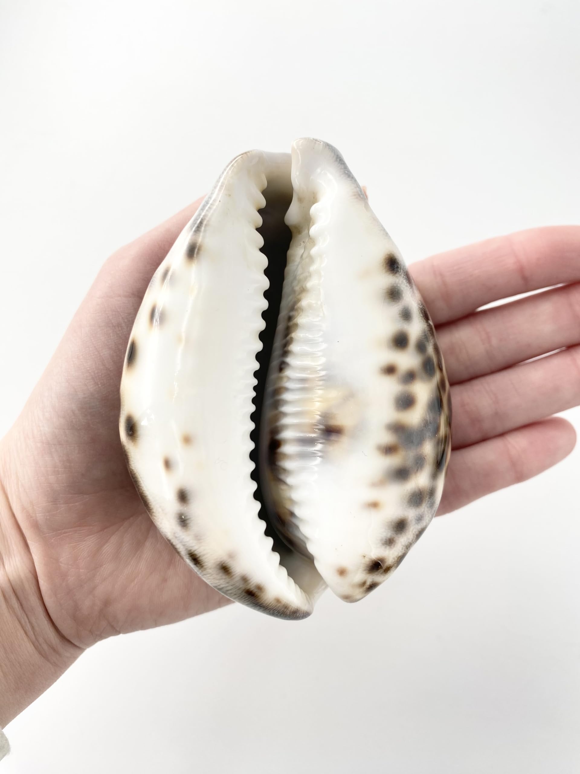 Amazon.co.jp: 【貝殻の問屋さん】シプレアタイガー特大(ホシダカラ