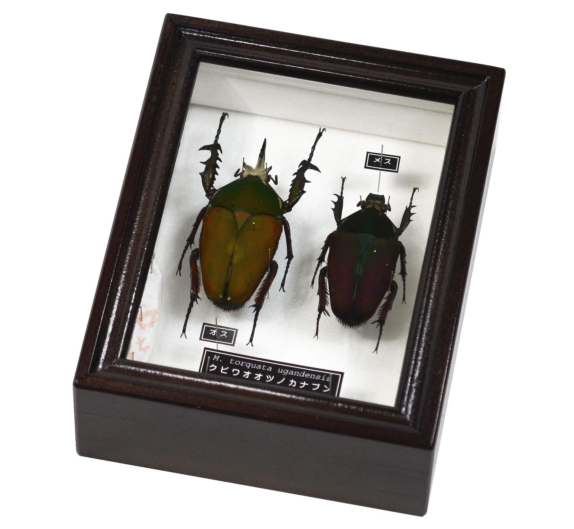 コエポン ウガンデンシスオオツノカナブン 標本 +フクエアオカナブン