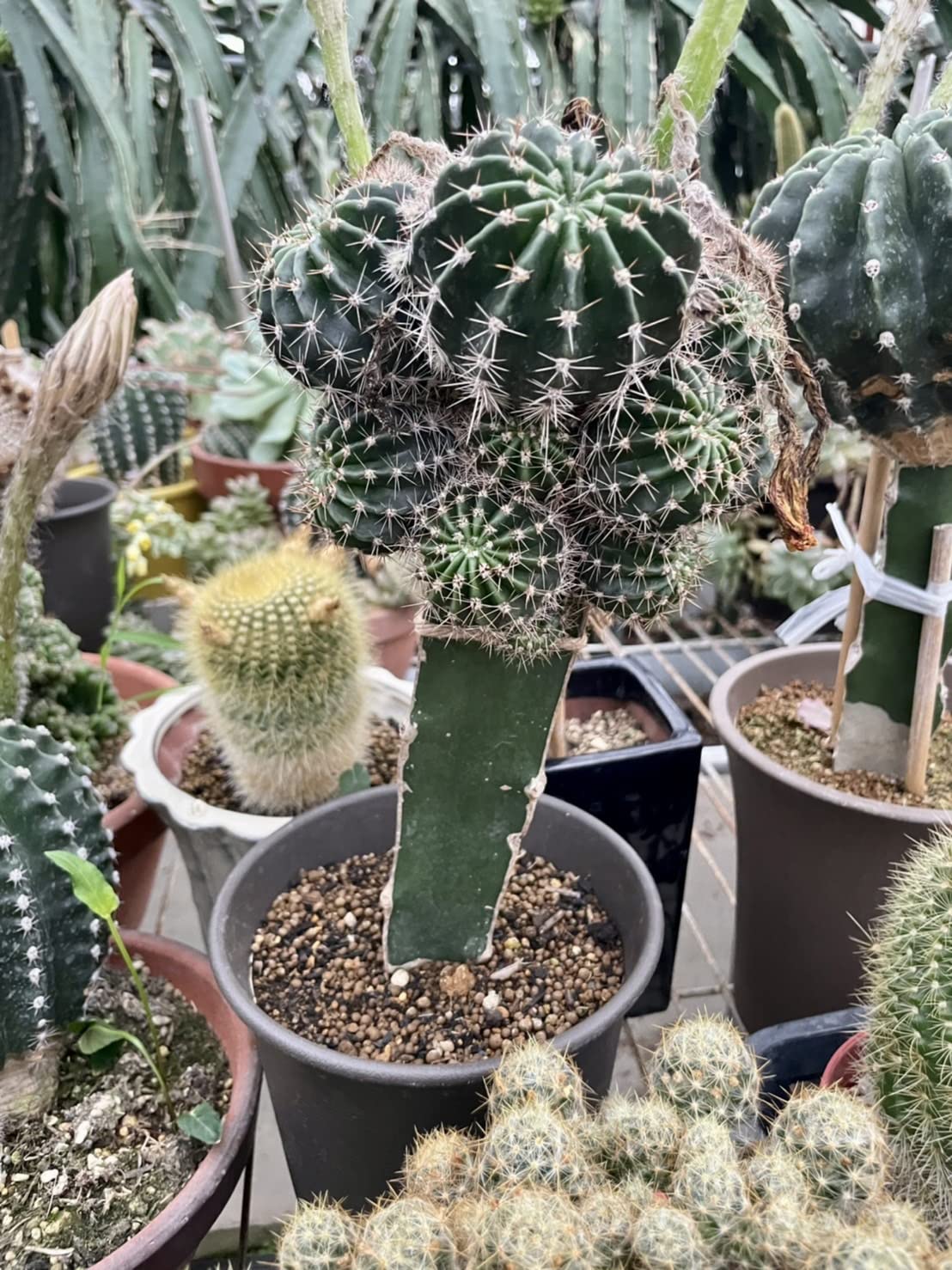 実生 ポポー 35本 接木 台木 実生 ポポー 35本 接木 台木