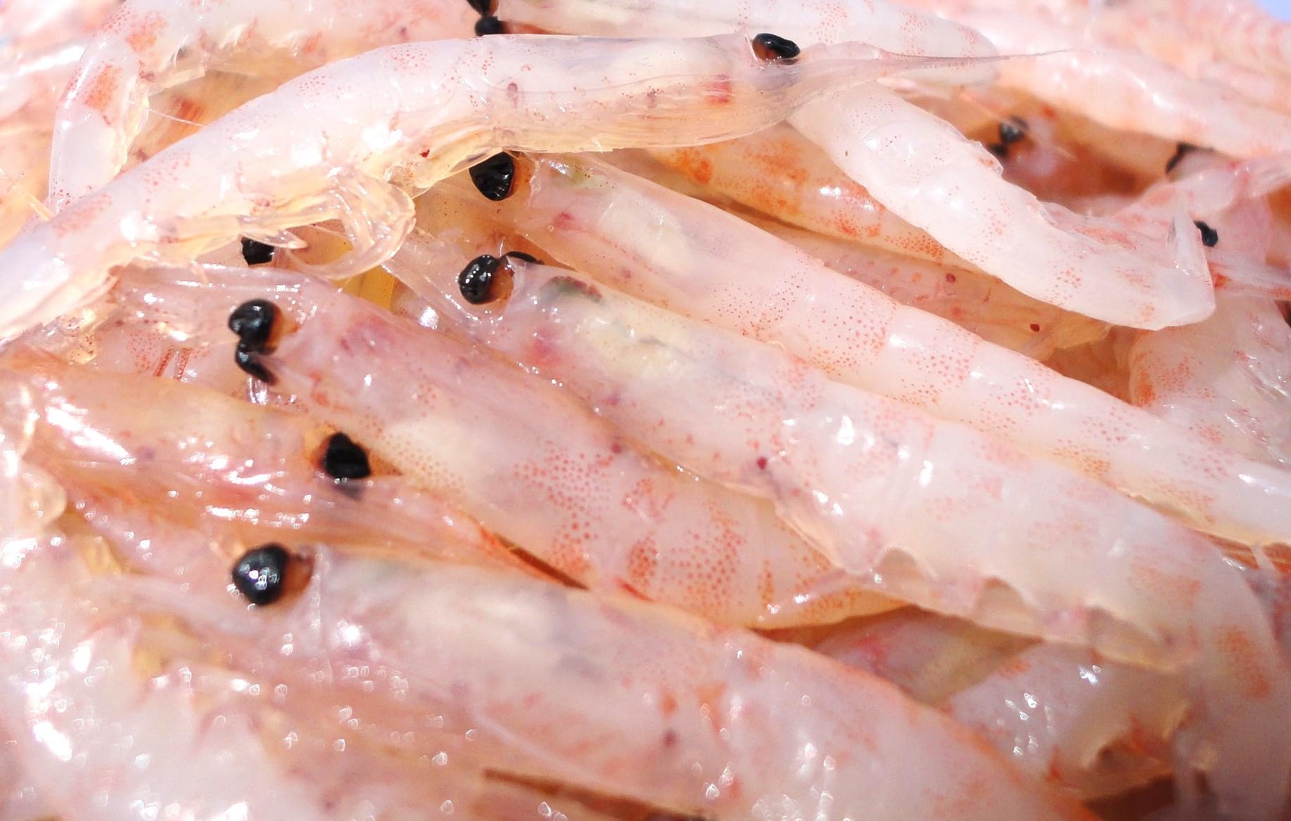 Amazon | 〈冷凍釣りエサ〉浜市［HAMAICHI］WAX南極オキアミ 【LL