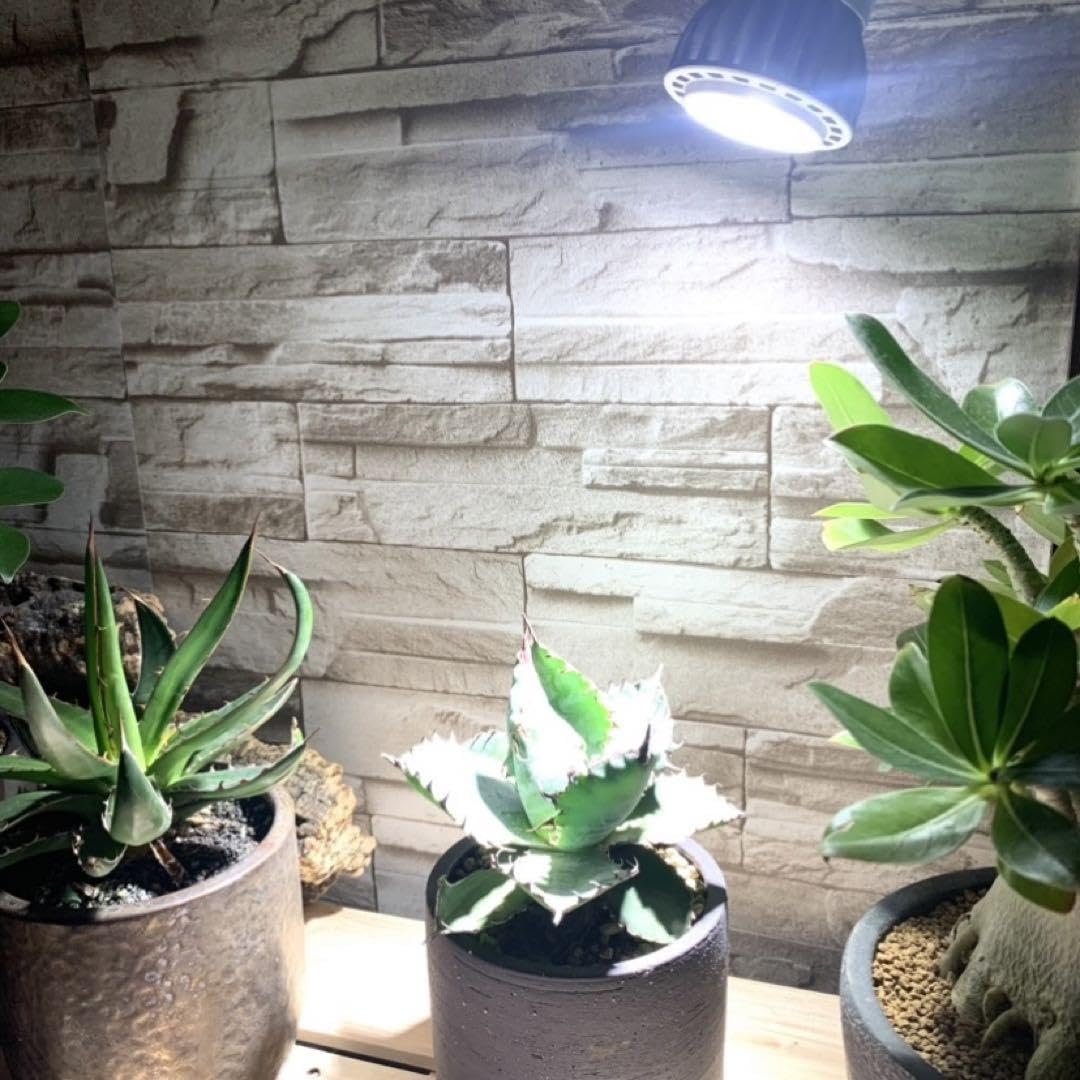 Amazon.co.jp: 15W植物育成ライトGrowLight PAR20 6000K 3個 : おもちゃ
