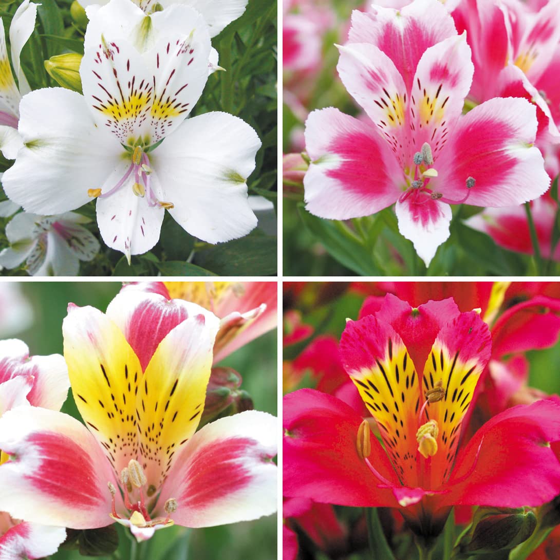 Amazon.co.jp: アルストロメリア 苗 セット 4種4株 / 国華園 24年秋