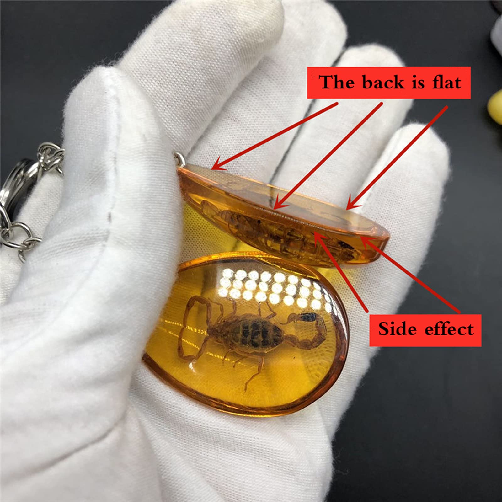 Amazon.co.jp: 本物の昆虫キーホルダー動物標本コレクション 昆虫標本