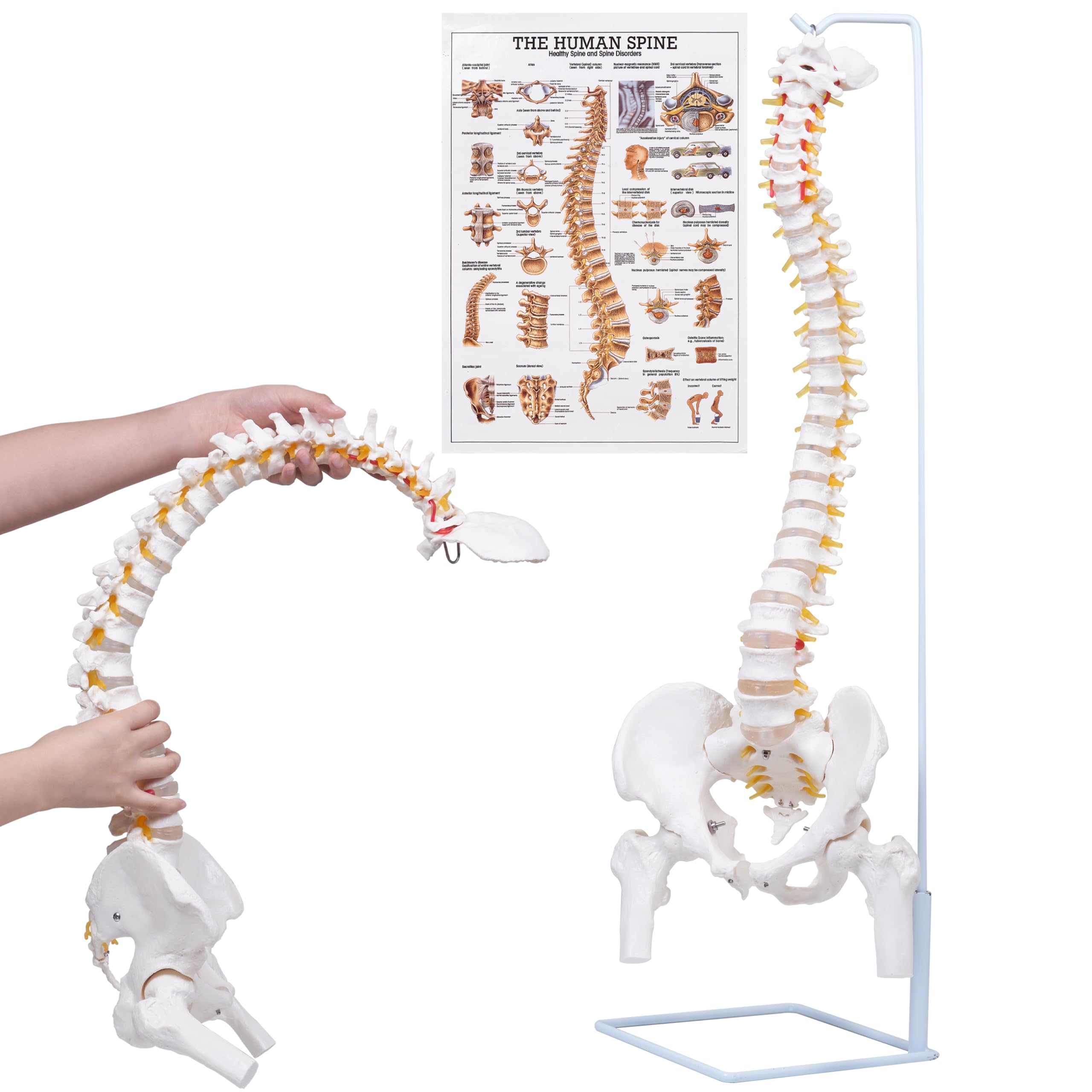 Amazon.com: NLShan Flexible Spine Model, 34.6'' Life Size Human