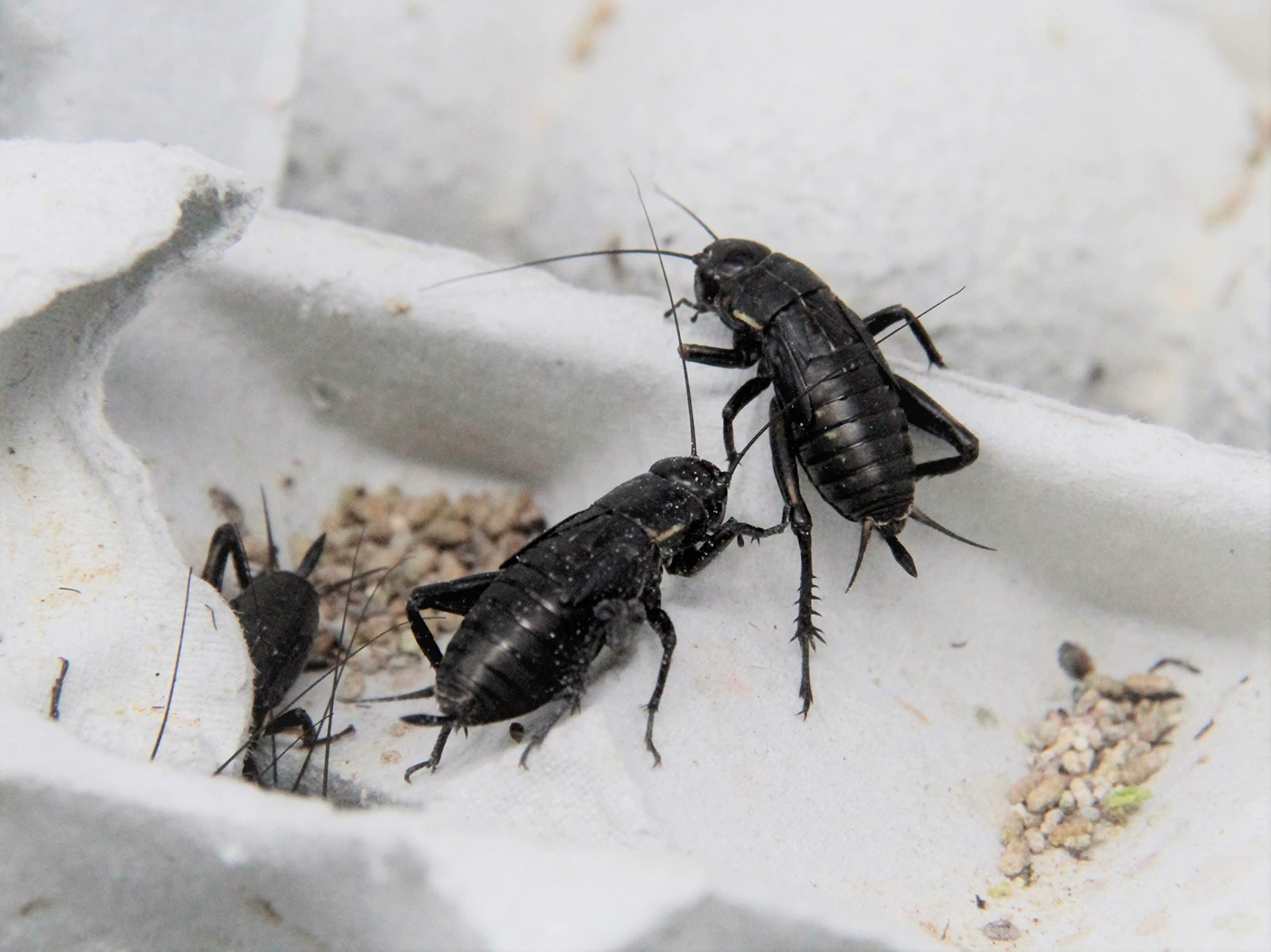 Amazon | (生き餌)クロコオロギ（フタホシコオロギ） Lサイズ (約2.5cm