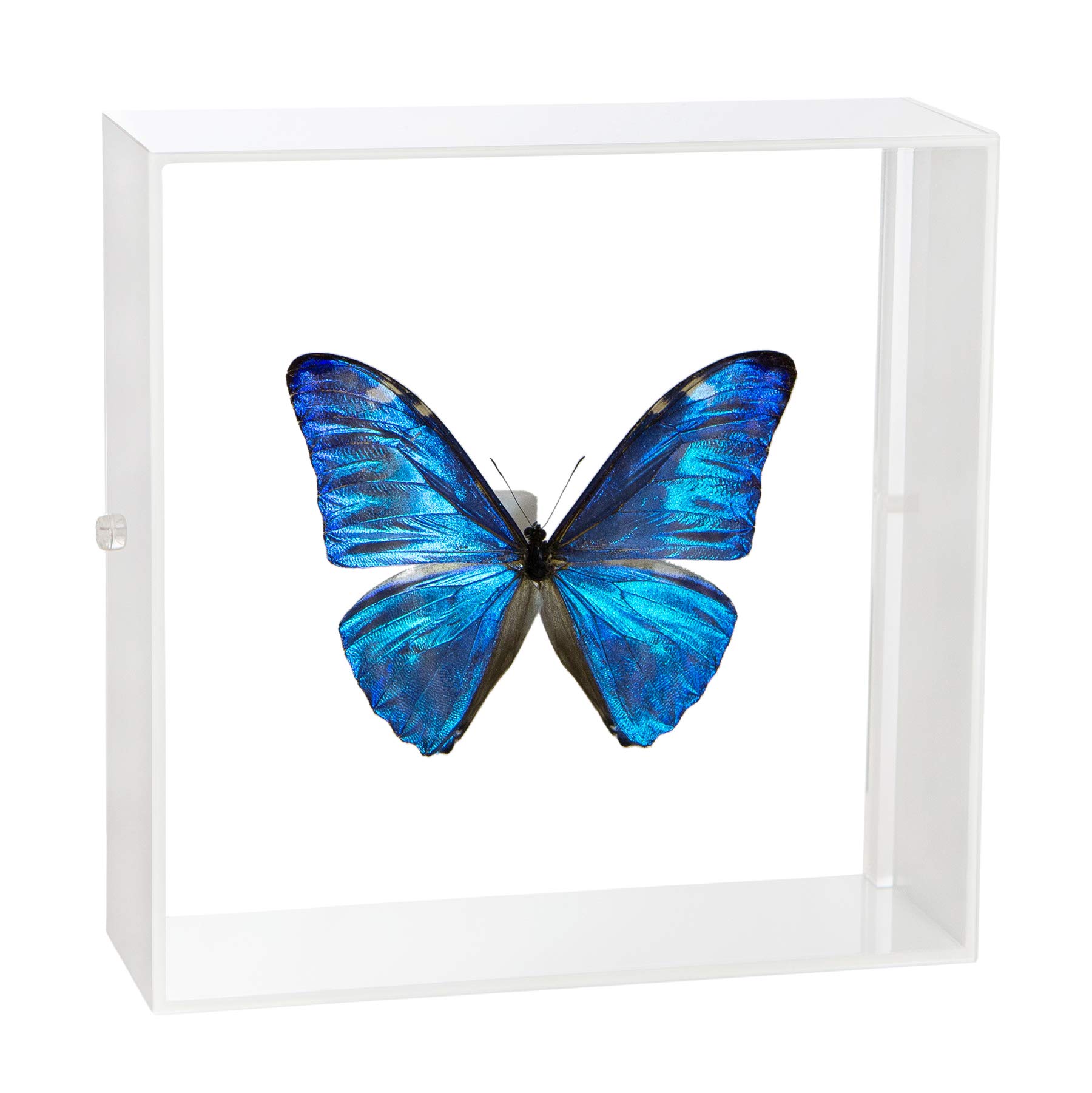 Amazon.co.jp: 蝶の標本 アドニスモルフォ Morpho adonis モルフォ
