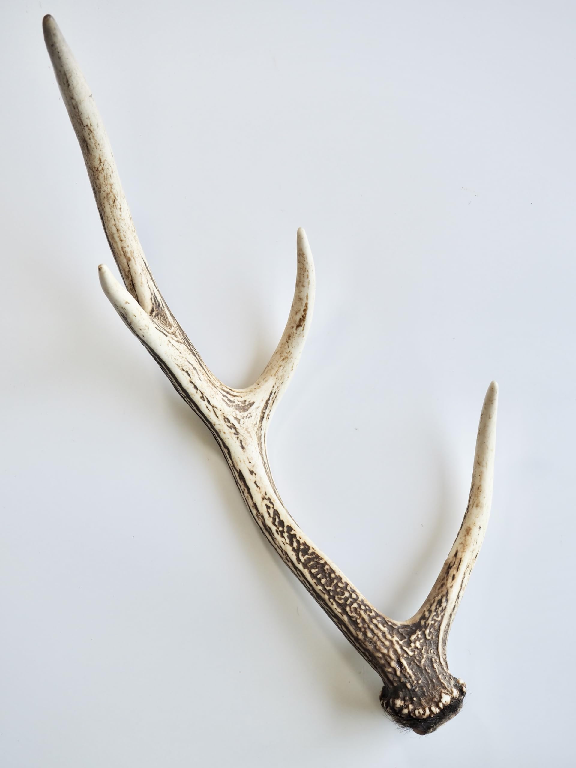 Amazon.co.jp: 【貝殻の問屋さん】エゾジカ 鹿の角【北海道産 全長