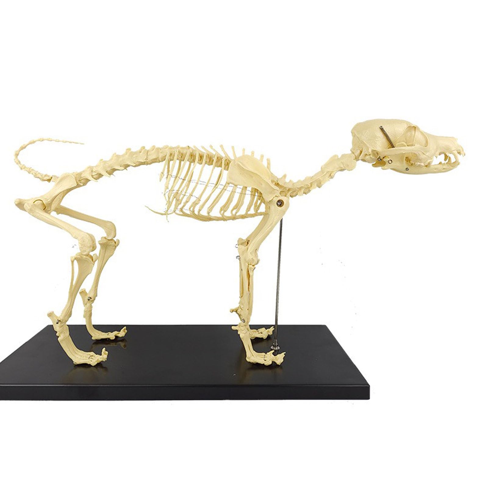 Amazon.co.jp: haoyunjianjiak犬の骨格標本のモデル動物の解剖学教育
