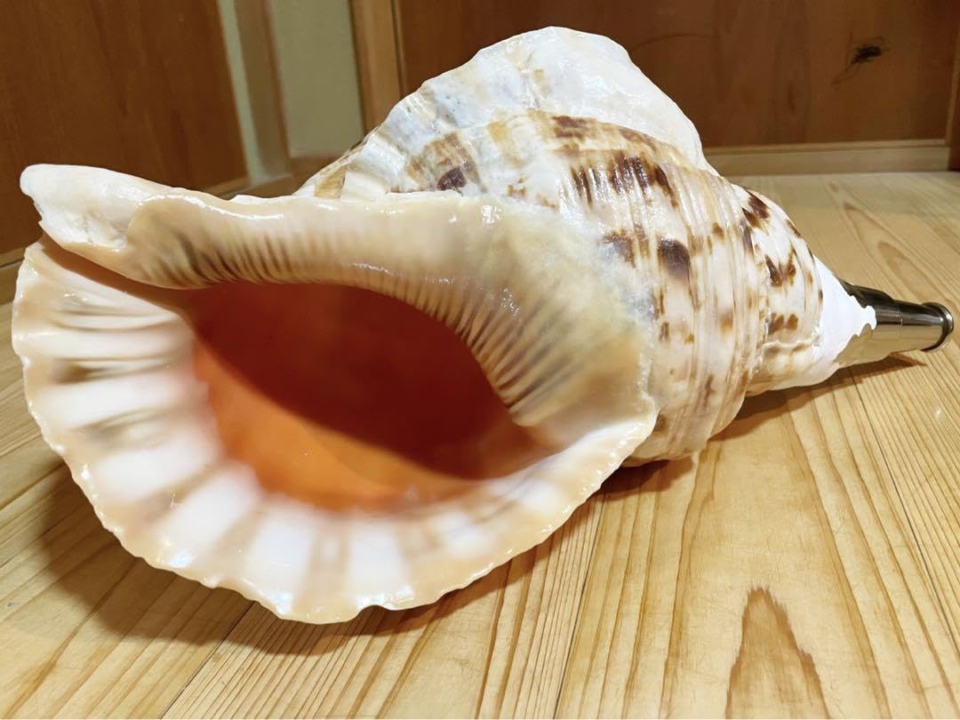☀︎Gracias☀︎です 大型修験道法螺貝39.5㎝ 山伏 密教 魔除け