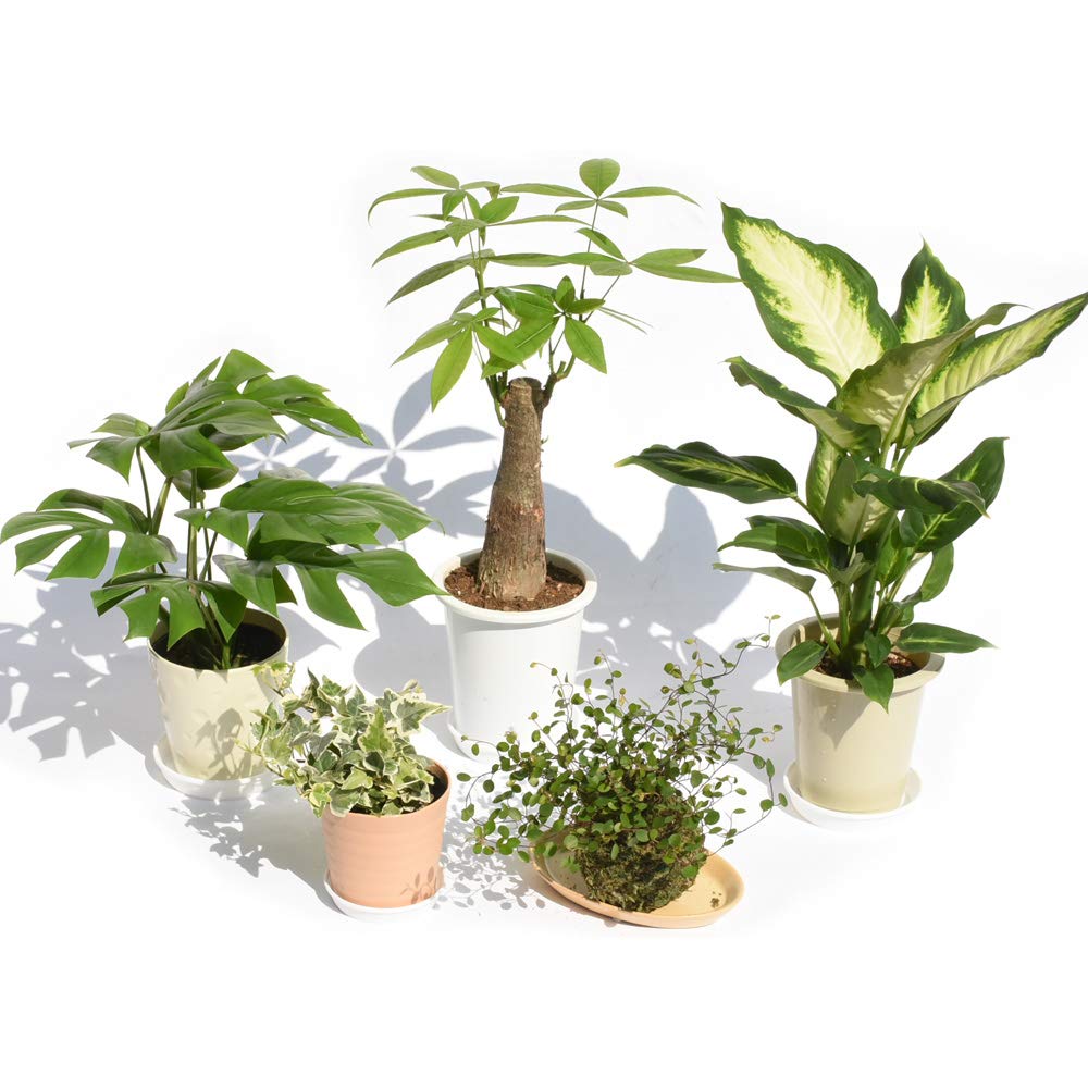 Amazon｜観葉植物お試し5鉢セット【限定商品】何が来るかお楽しみ