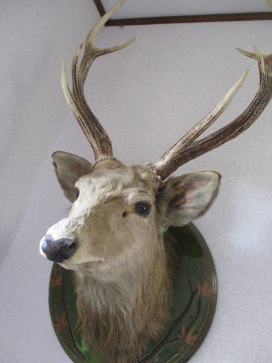 Amazon.co.jp: 【エゾシカ剥製】壁掛け美形オス雄角ツノ鹿シカしか