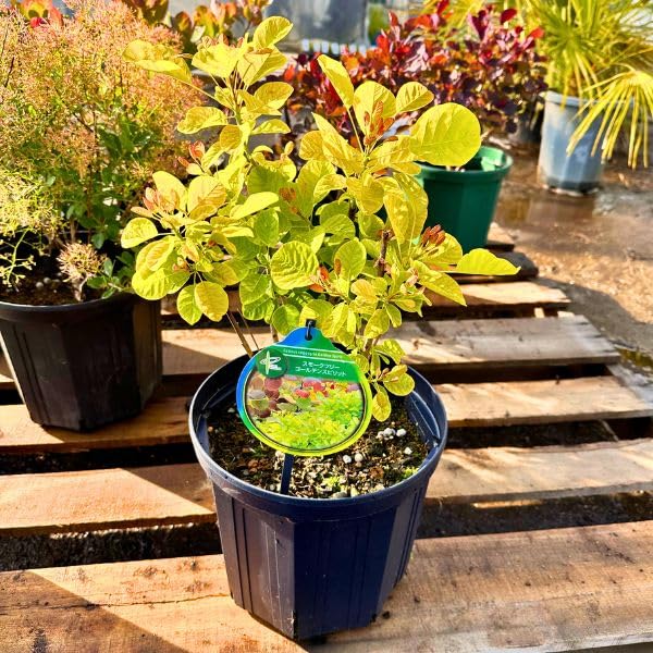 スモークツリー ゴールデンレディ 5号鉢 スモークツリー ゴールデン