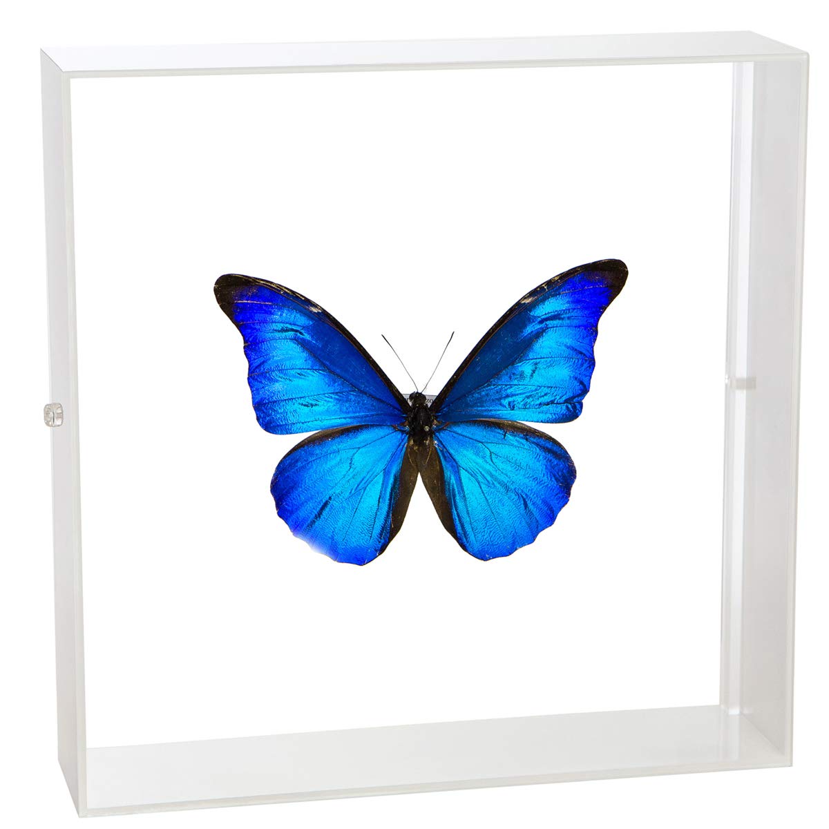 Amazon.co.jp: 蝶の標本 レテノールモルフォ Morpho rhetenor モルフォ