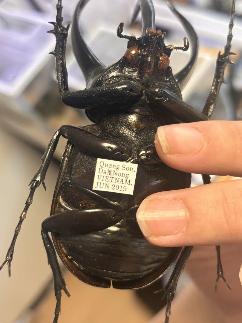 Amazon.co.jp: WD 大型コーカサスオオカブト タイリクコーカサス標本