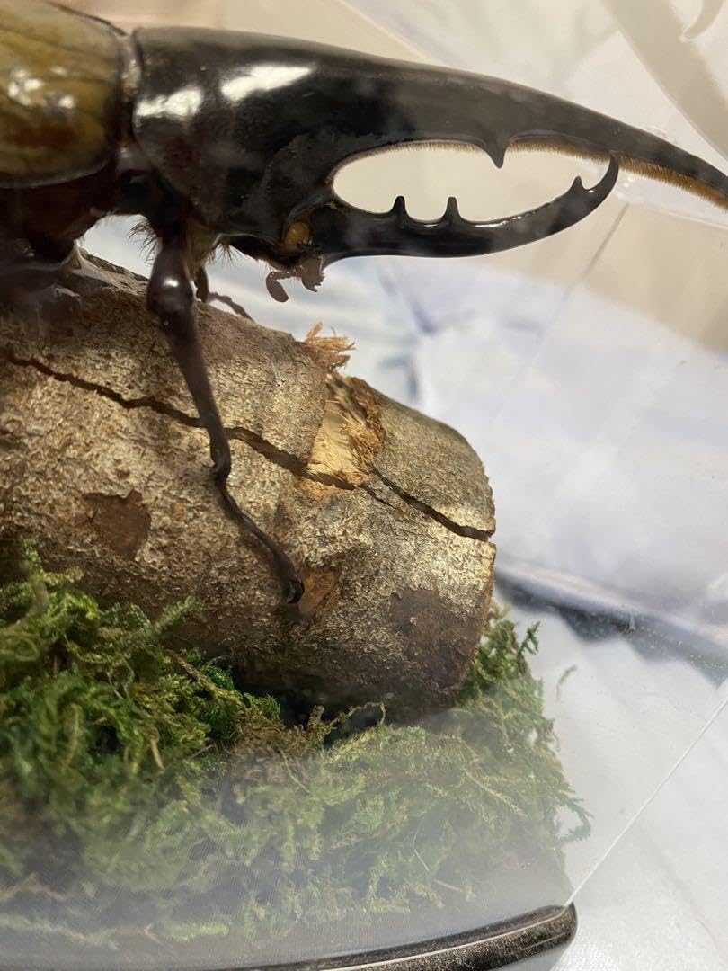 Amazon.co.jp: カブトムシ 標本 透明ケース入り ヘラクレスオオカブト