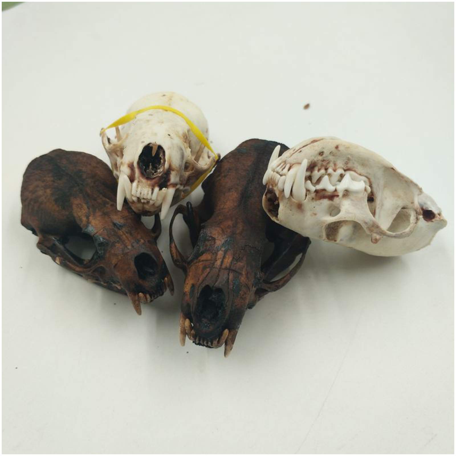 Amazon.co.jp: シミュレーション動物の頭蓋骨モデル 本物の猫の頭蓋骨