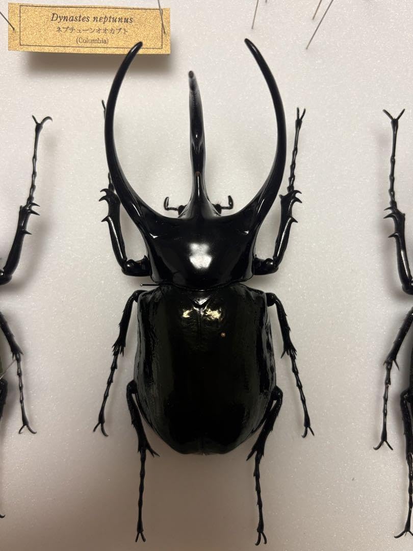 Amazon.co.jp: WD 大型コーカサスオオカブト タイリクコーカサス標本