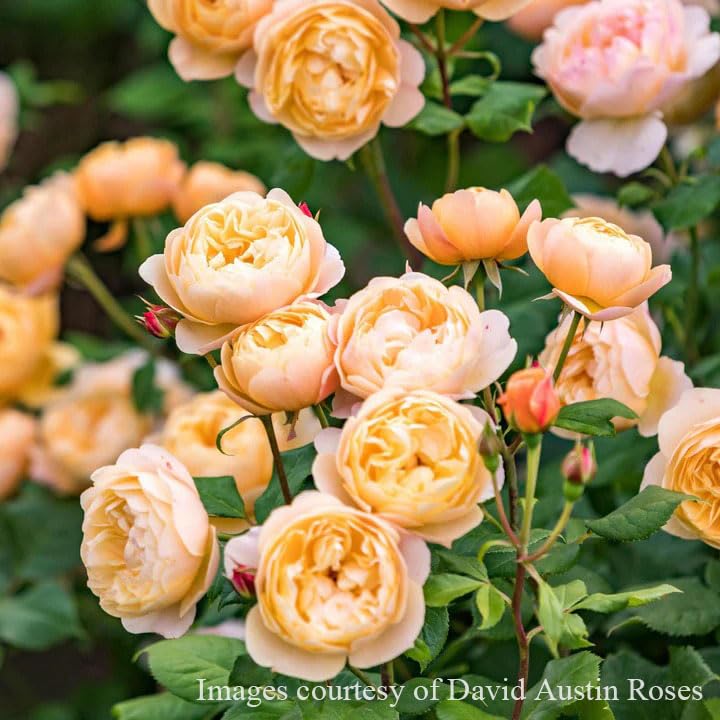 Amazon.co.jp: バラ苗 【ロアルドダール】 (大苗裸苗) シュラブ 半つる