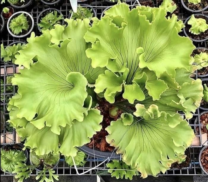 Amazon.co.jp: P.ridleyi ' King' TC③ @bikamori.com ビカクシダ