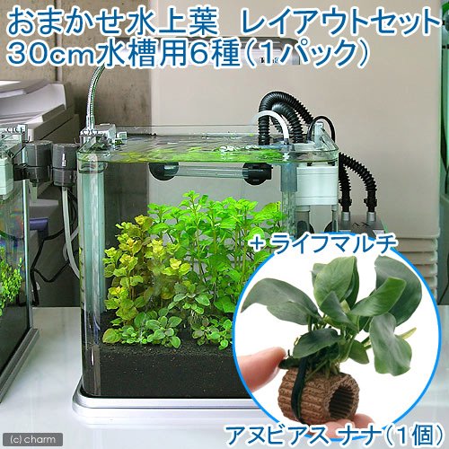 Amazon.co.jp: （水草）おまかせ水上葉 レイアウトセット 30cm水槽