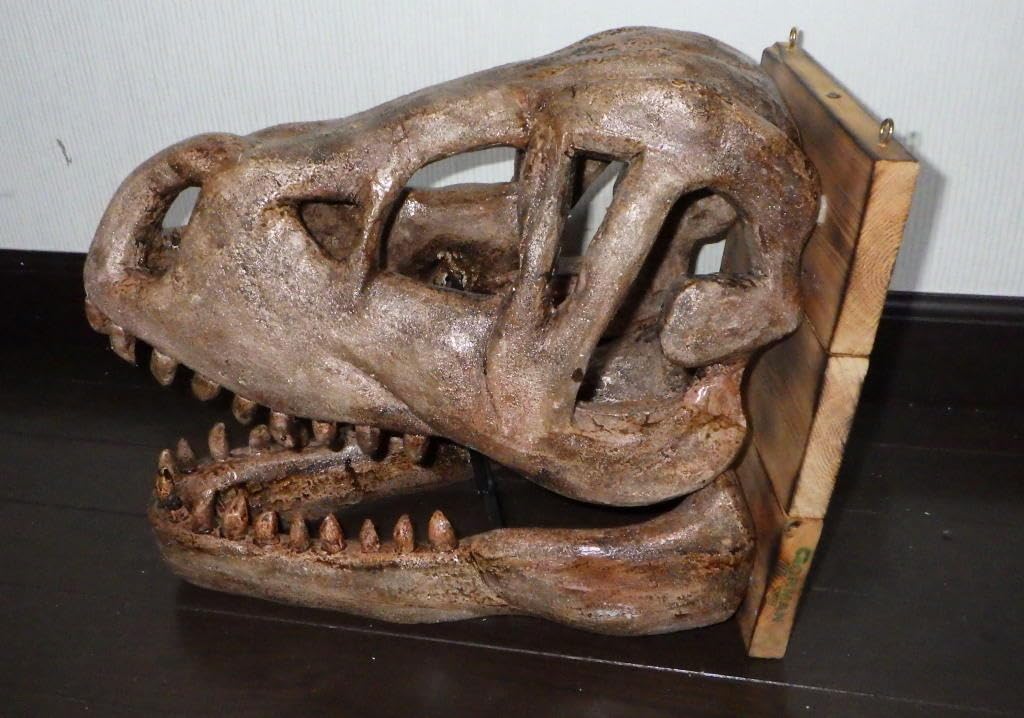 Amazon.co.jp: ティラノサウルス T-REX 頭部化石模型 : おもちゃ