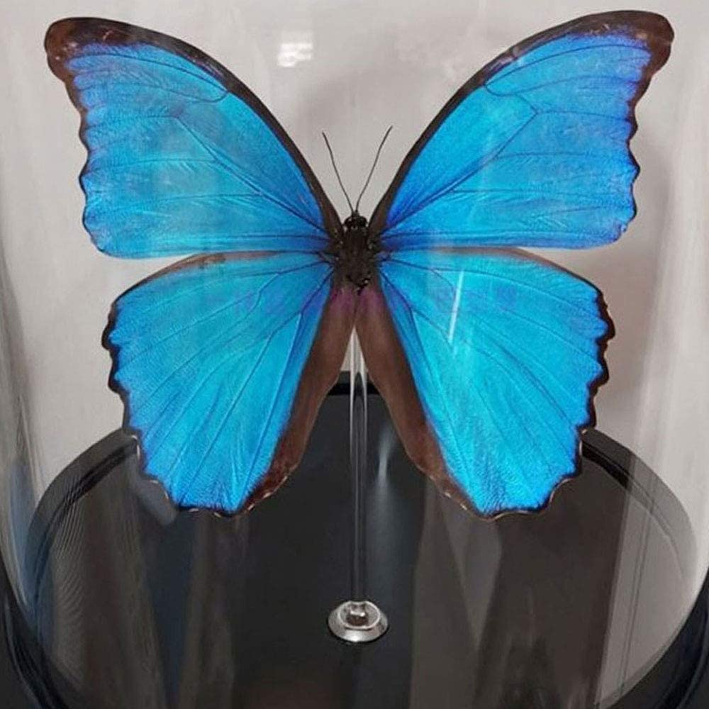 Amazon | Morpho Menelaus,Morpho Didius、蝶の昆虫標本、本物の蝶の