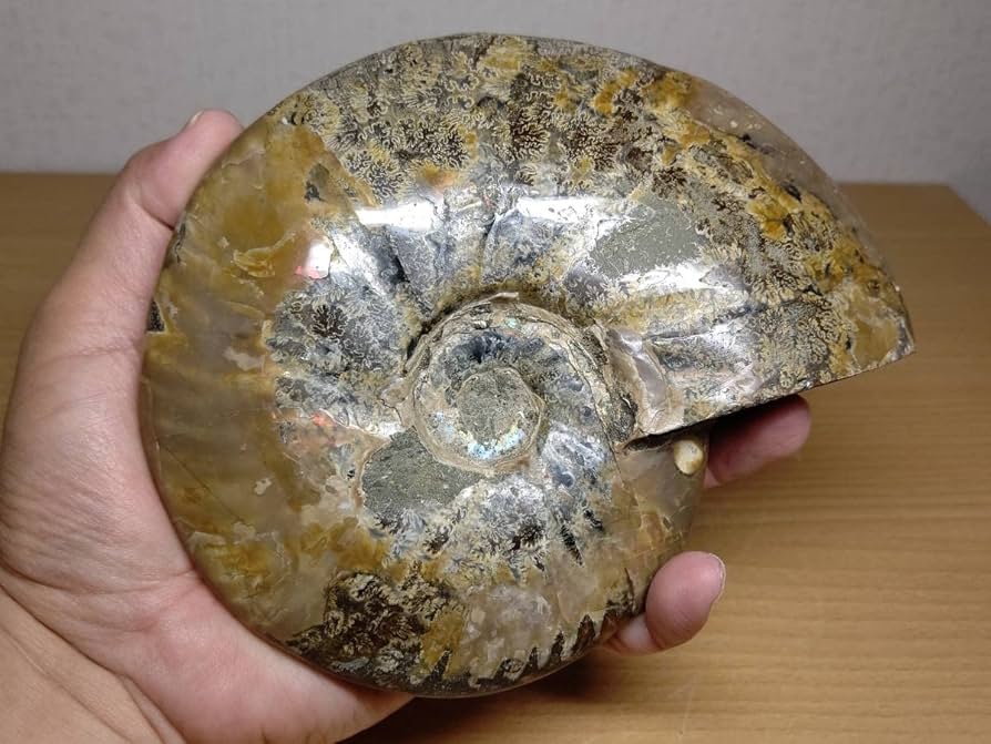 Amazon.co.jp: 【虹入1kg】アンモナイト化石アンモライト原石宝石