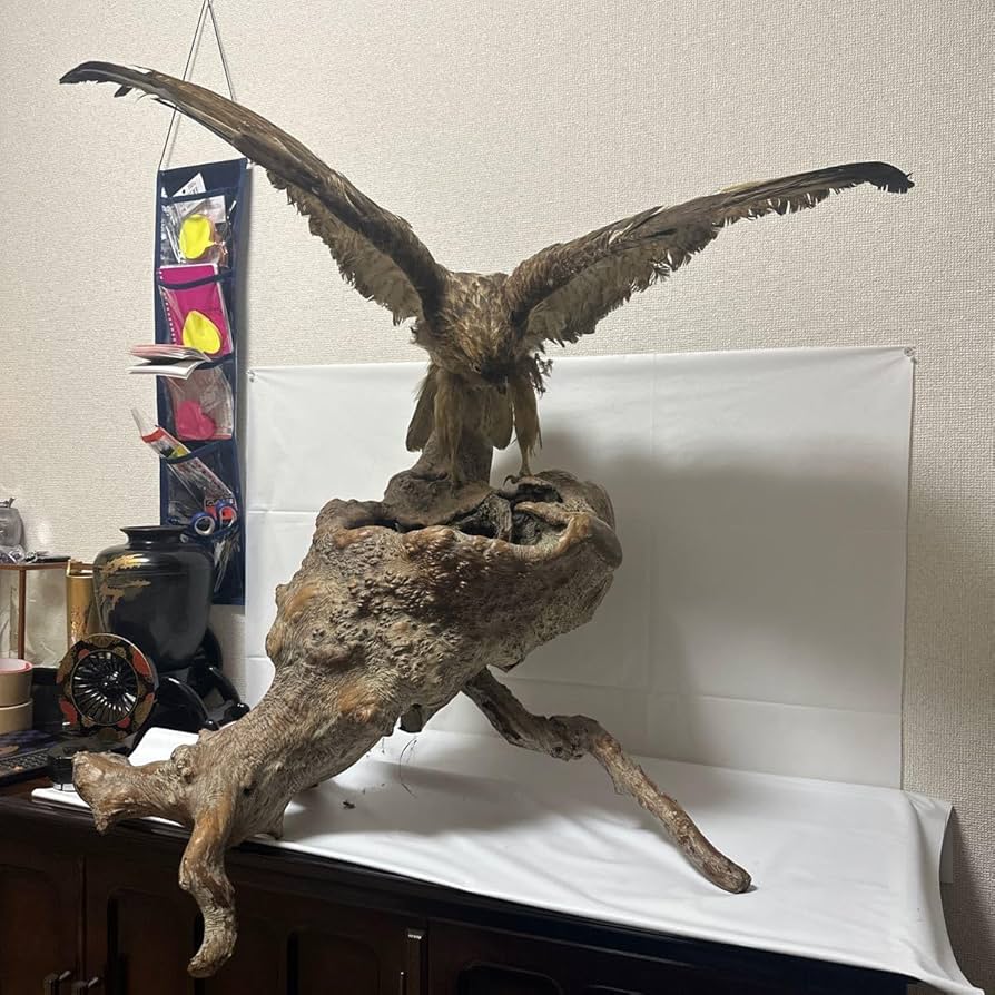 タカ 剥製 美品 タカ 剥製 美品