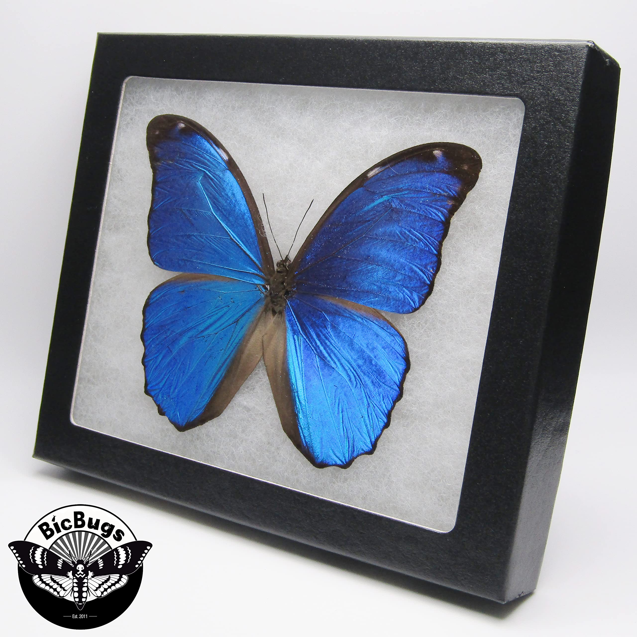 標本 Peru Morpho teseus juturia 122mm 標本 Peru Morpho teseus