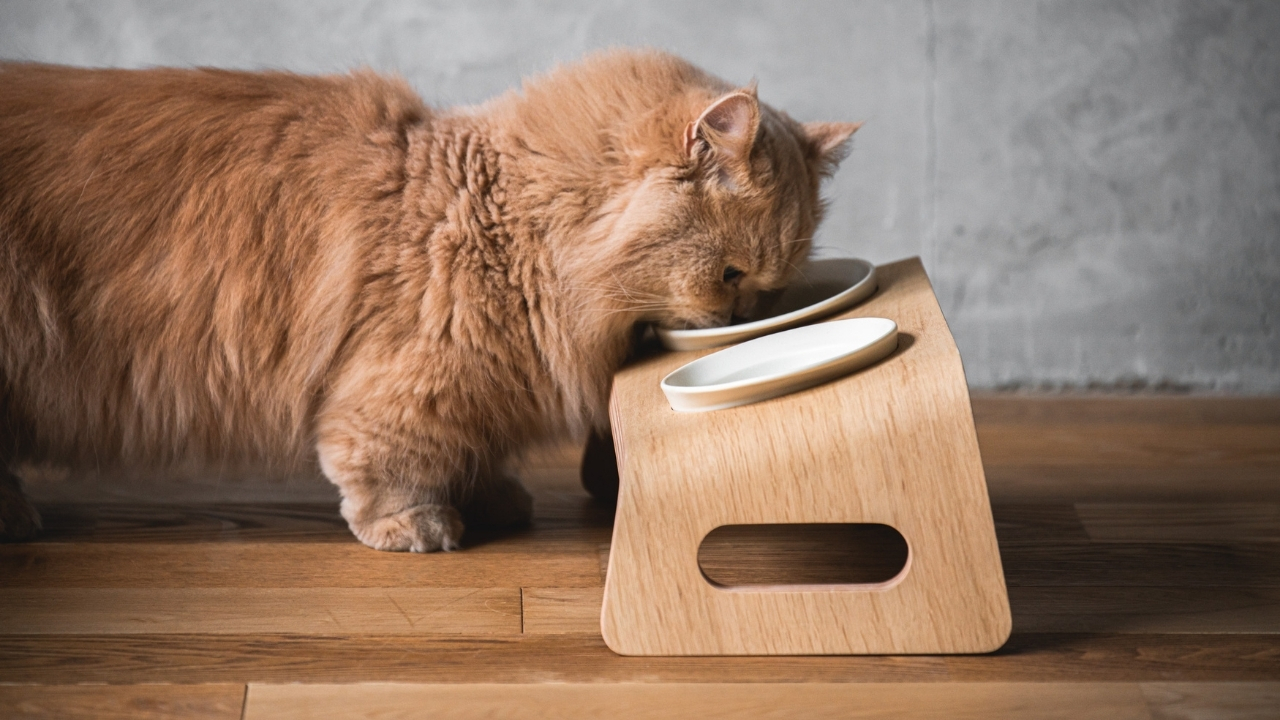 Amazon | [カリモク家具] KARIMOKU CAT TABLE 猫 食器 家具 磁器 15度