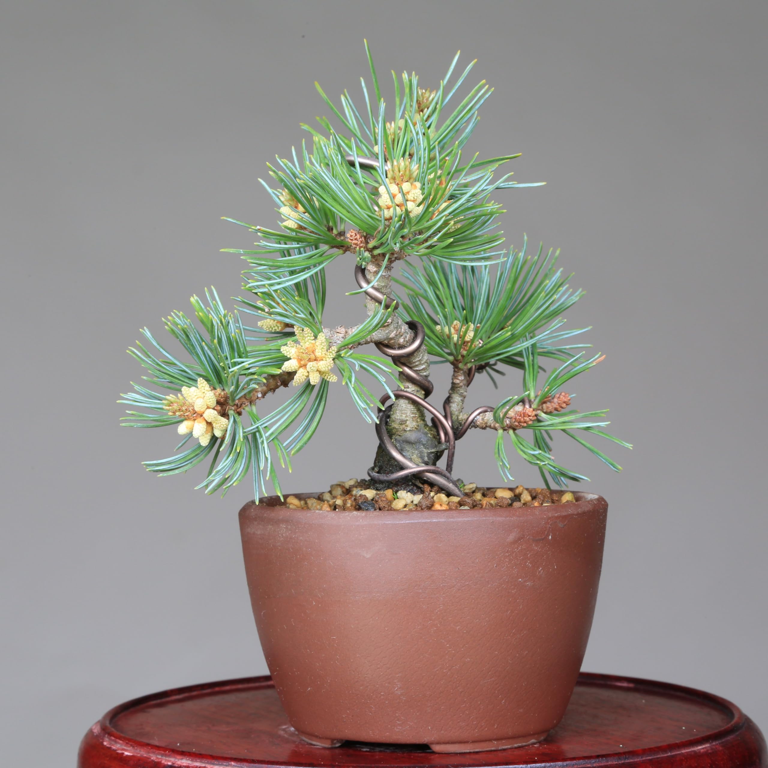 Amazon.co.jp: 吾妻五葉松 八房品種【福吾妻】フクアヅマ ミニ盆栽