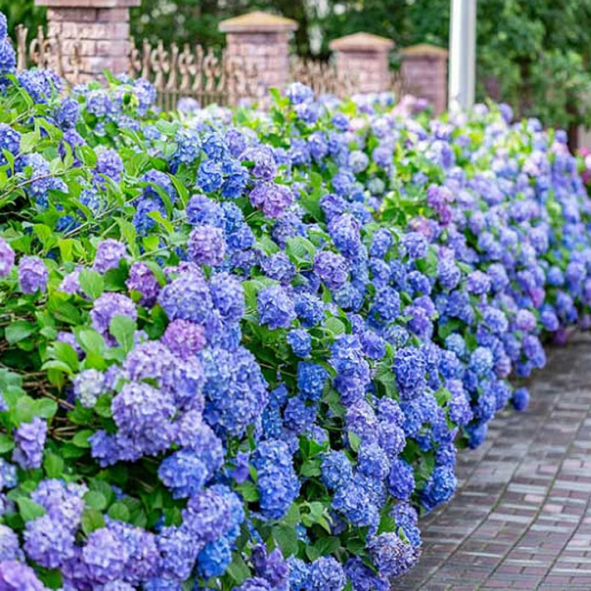 CHUXAY GARDEN 5 Seeds Light Blue Hydrangea Macrophylla-Bigleaf