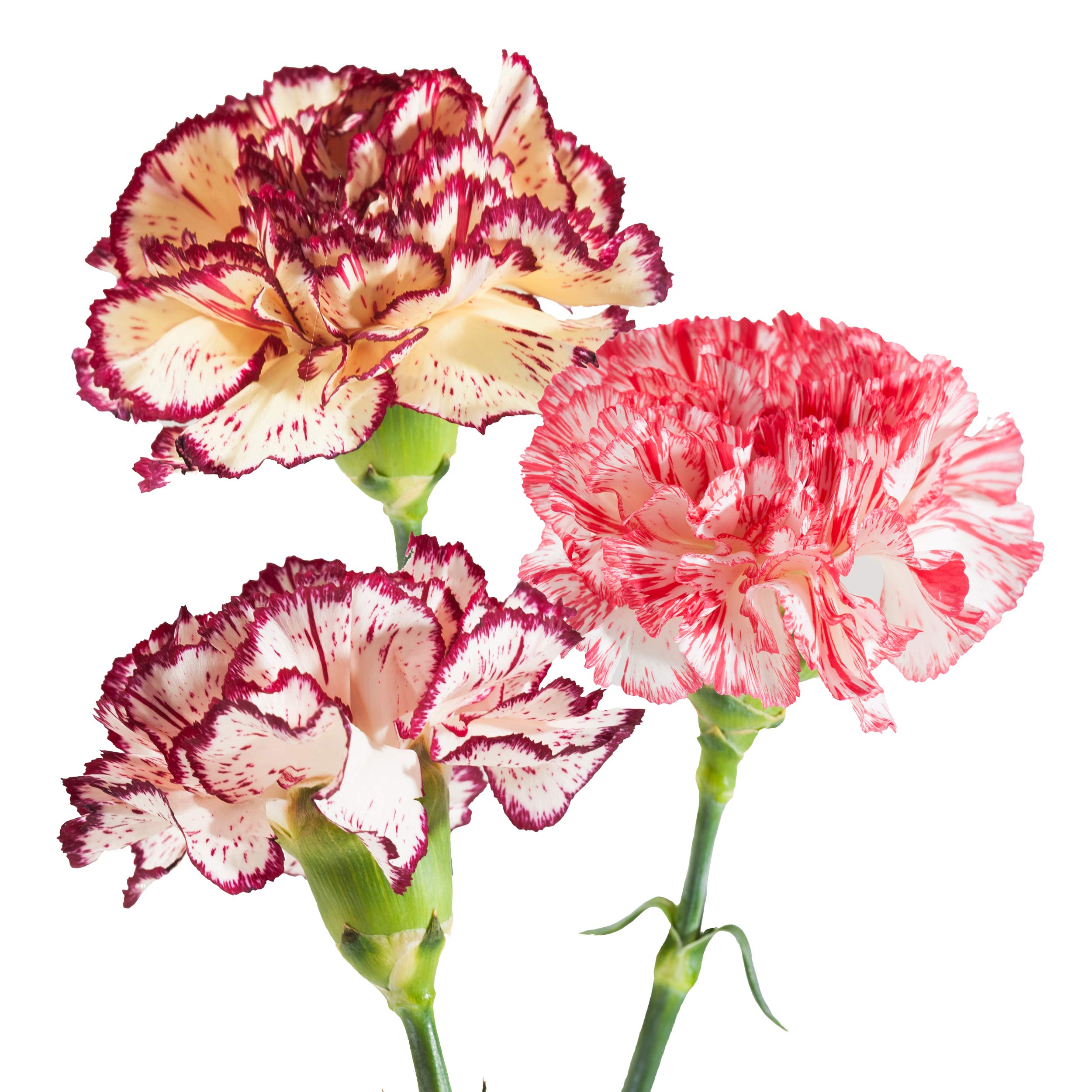 Amazon.com : Farm Fresh Natural Novelty Assorted Carnations - 100