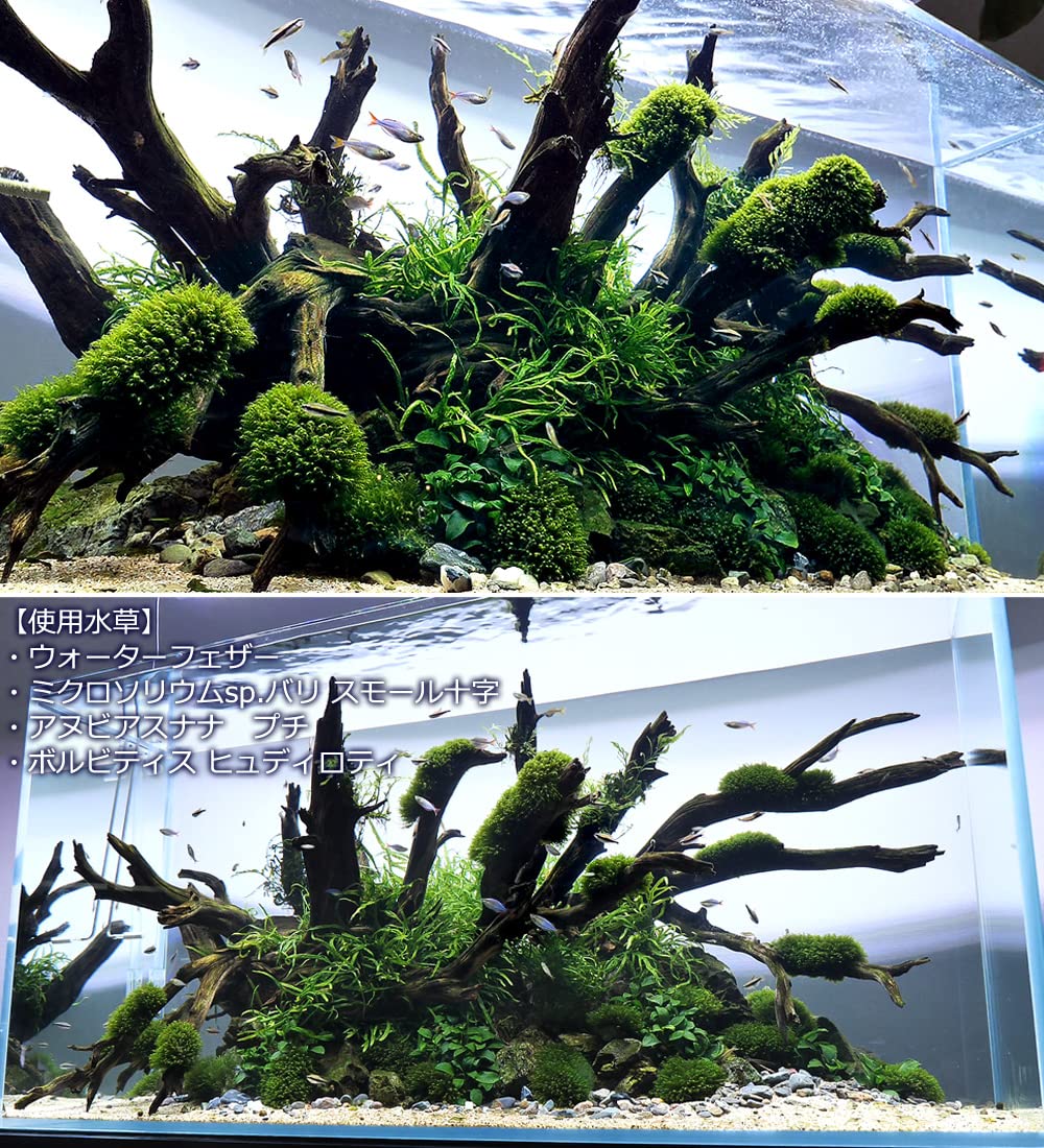 Amazon.co.jp: （水草）アヌビアスナナ プチ（水上葉）（3ポット分