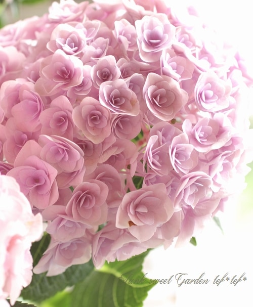 ◆Hydrangea4936◆ 紫陽花 『恋物語』 八重咲き！ | すべての商品 | | Junk sweet Garden