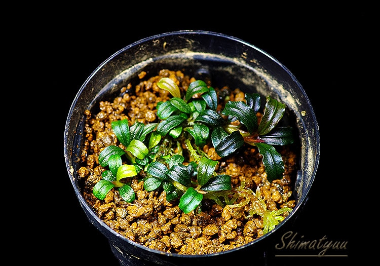 一点物 Bucephalandra sp. Mini Velvet 2020.10 No.36 | 水草・観葉