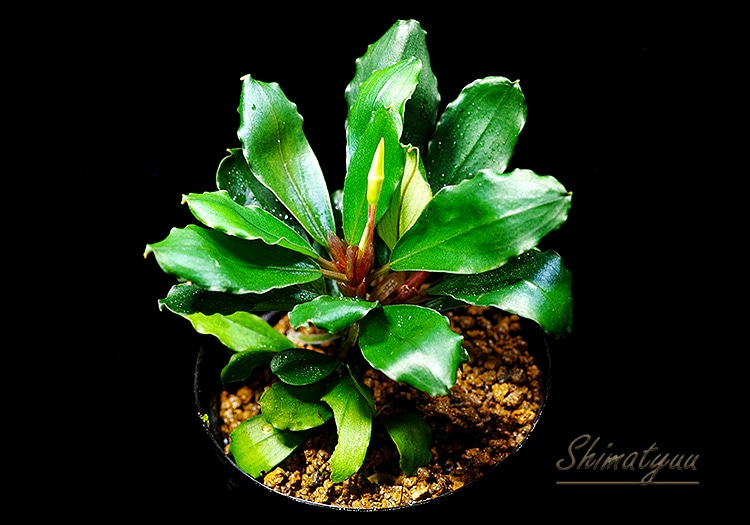 一点物 Bucephalandra sp. Red Cerberus 大株 2020.7 No.60 | 水草