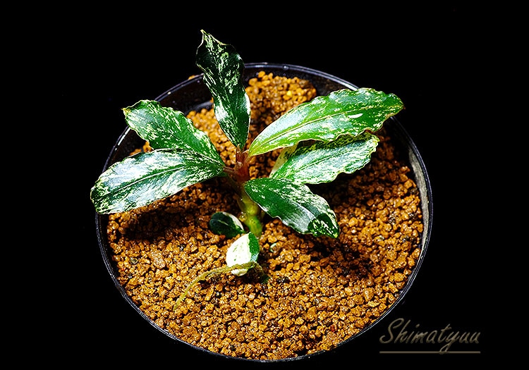 水草 Bucephalandra sp. White Marble Big leaf Bucephalandra