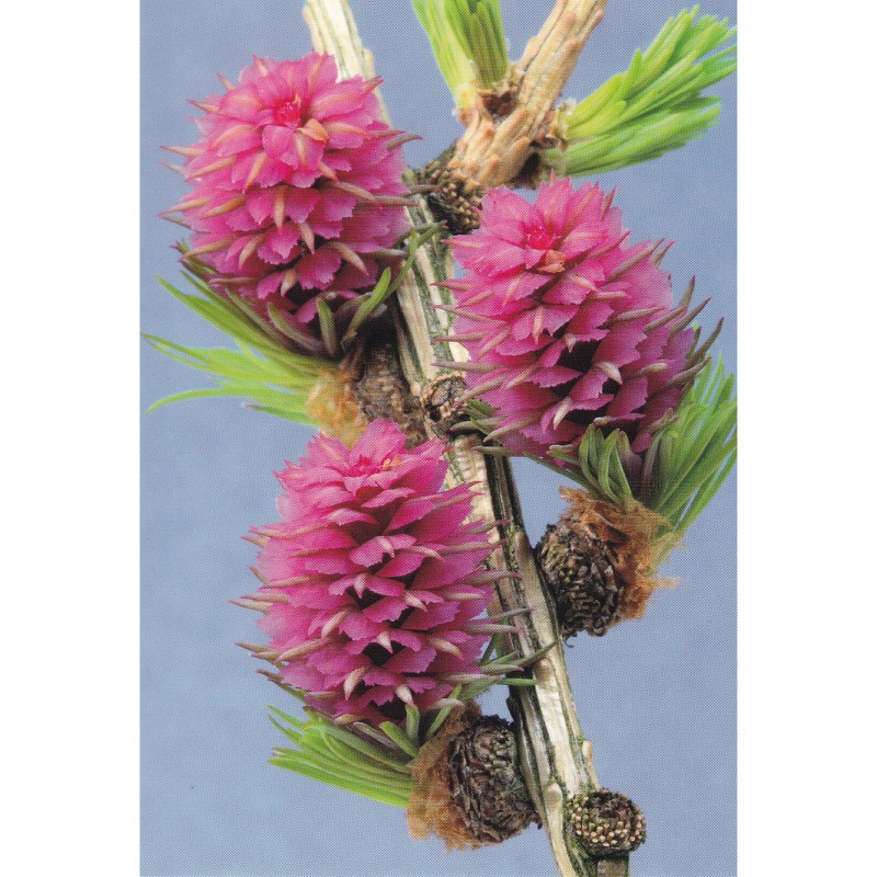 フラワーエッセンス 26 ラーチ [ヒーリングハーブス] | カリス成城 WEB