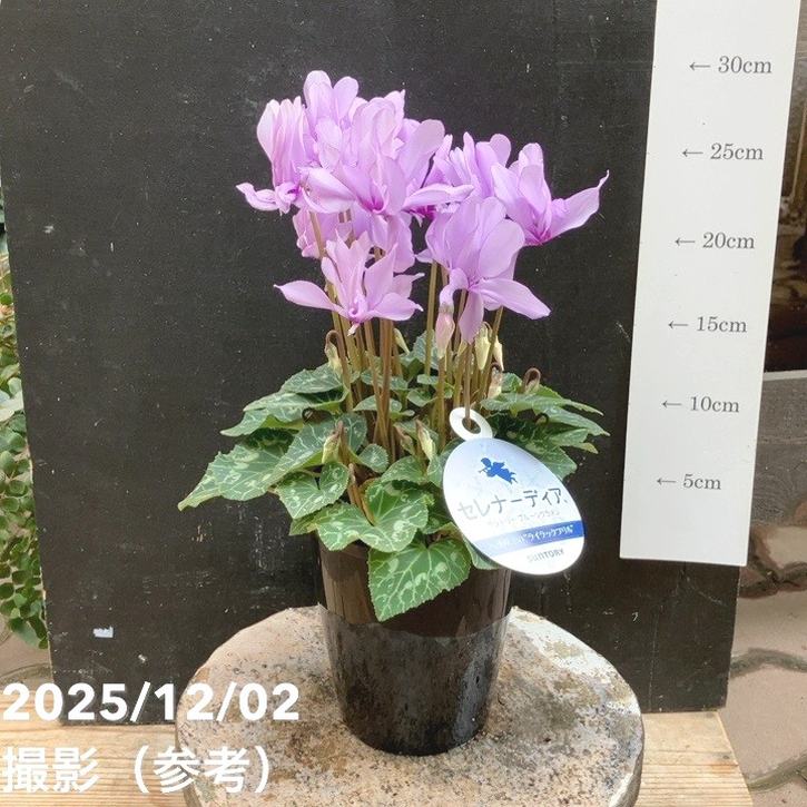ブルーシクラメン セレナーディア 八重咲きのライラックフリル 4号 PVP