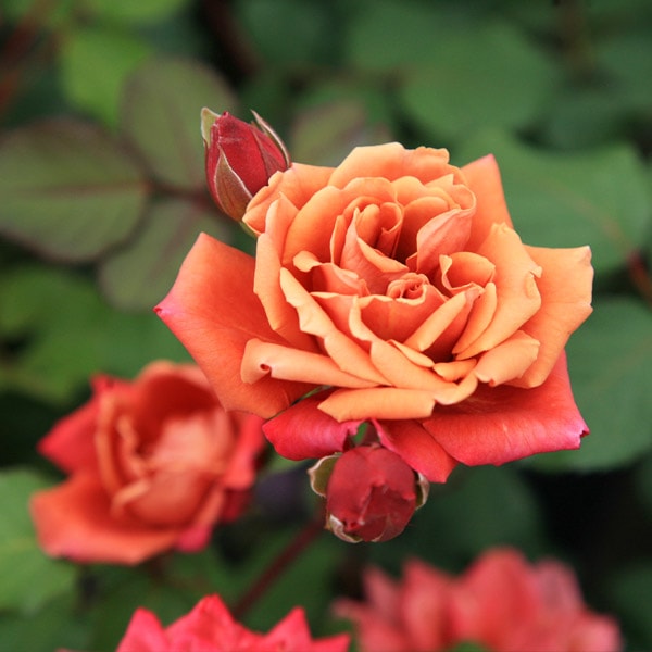 バラ苗 図鑑 茶々 Cha-cha 国産ノイバラ台木使用 | 系統から探す