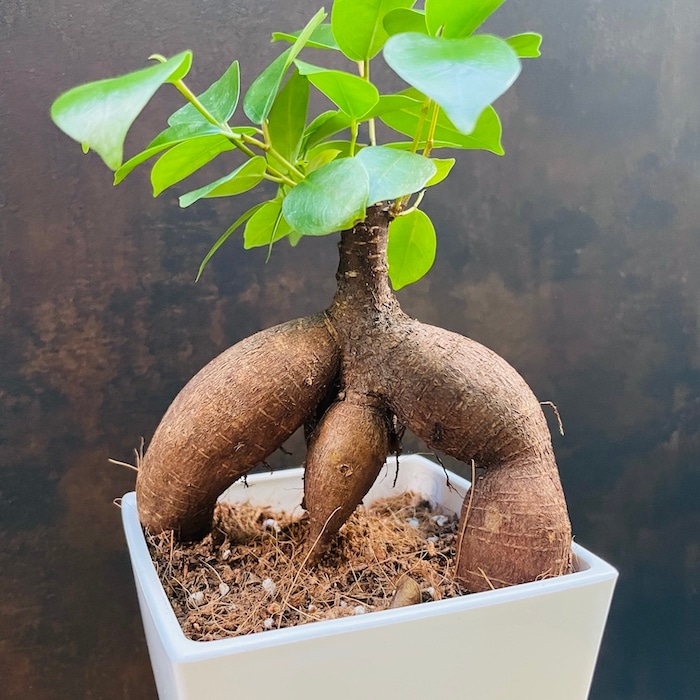 ガジュマルの木 観葉植物 4号鉢苗 小さいサイズ 鉢植え おしゃれな室内