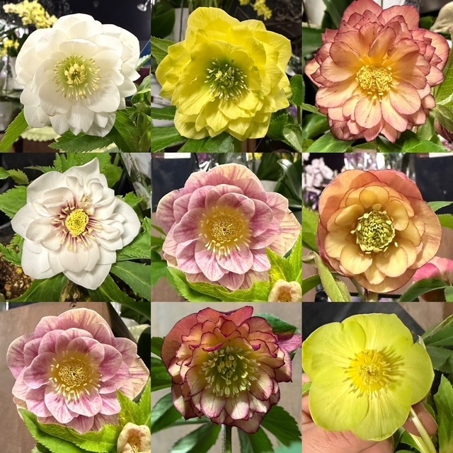 クリスマスローズ | バラとハーブの専門ショップ 大神（おおが）ファーム