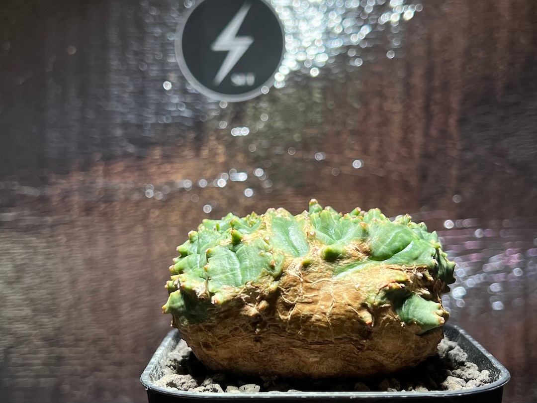 綴化2頭木質化】輸入株 ユーフォルビア・オベサ | Euphorbia Obesa
