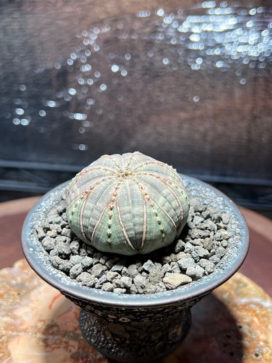 超美形美模様 扁平アロー】輸入株 ユーフォルビア・オベサ | Euphorbia