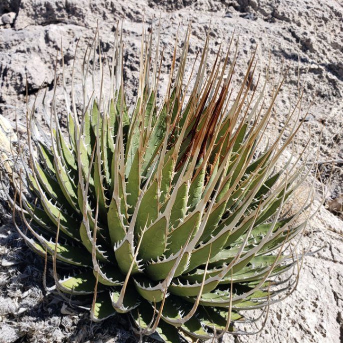 アガベ・ユタエンシス「エボリスピナ」 2号ロングポット×6ポットセット