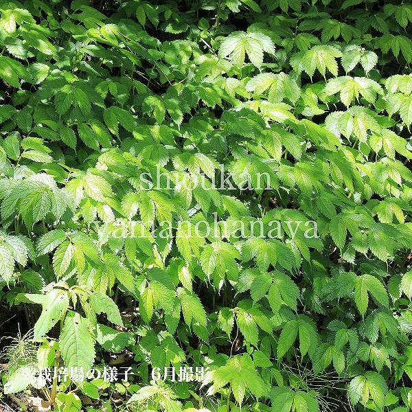 山採り ヤマモミジ ウワミズザクラ 混合株 山採り ヤマモミジ