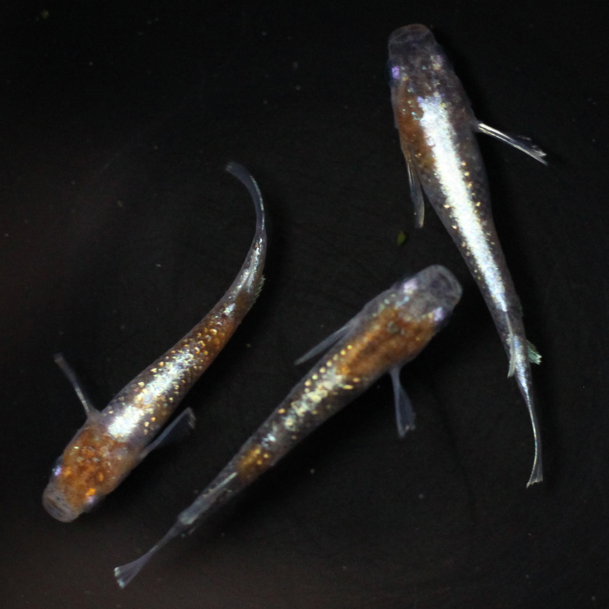 特価】3色ラメ幹之 体外光タイプ LU-04血統 メダカ めだか（1） （M